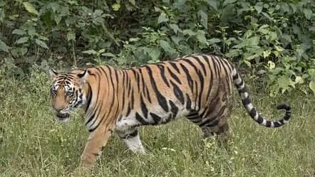 తూ.గో జిల్లా కోరుకొండలో పెద్దపులి కలకలం..