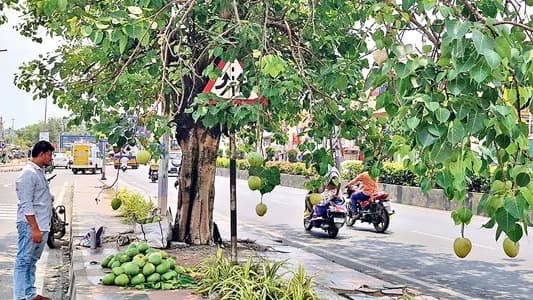 విజయవాడ రామవరప్పాడులో వింత వ్యాపారం.. రావిచెట్టుకు మామిడికాయలు వేలాడదీసి ఆకట్టుకుంటున్న చిరు వ్యాపారి