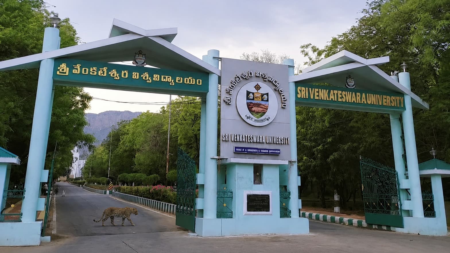 తిరుపతిలో చిరుత కలకలం