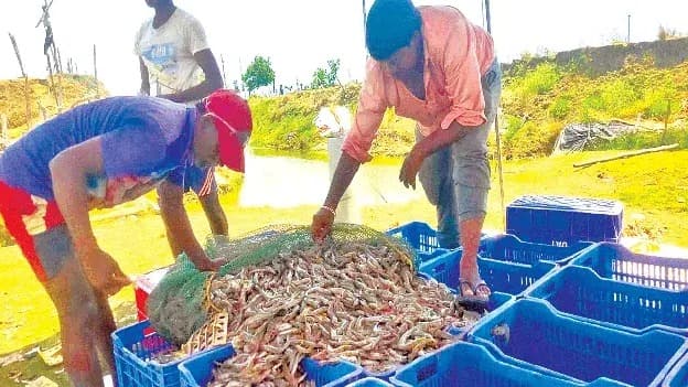 ఏపీ మత్స్యశాఖ కమిషనర్‌తో ఆక్వా రైతుల భేటీ