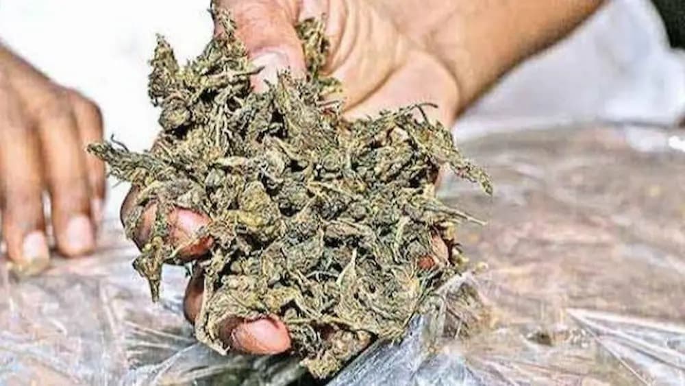 ఒంగోలు వద్ద రోడ్డు ప్రమాదంతో వెలుగులోకి గంజాయి అక్రమ రవాణా