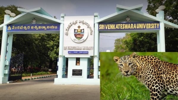ఎస్వీ యూనివర్సిటీలో చిరుత కలకలం