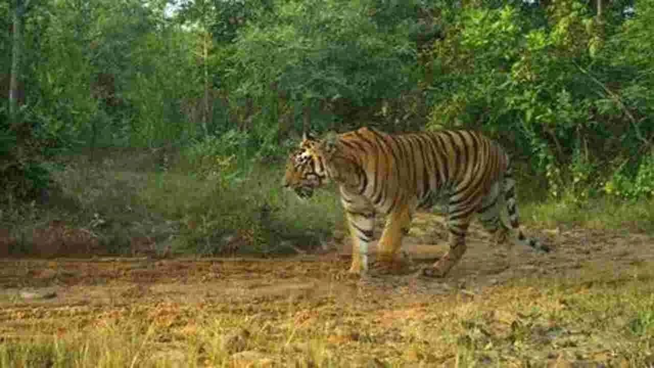 ఏలూరు జిల్లాలో పెద్దపులి కలకలం..