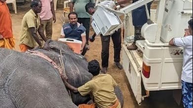 అడవిలో ఏనుగుకు ఎక్స్-రే వైద్యం..