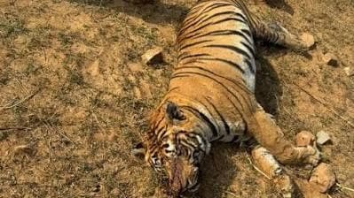 దుధ్వా పులి మరణంపై ప్రత్యేక దర్యాప్తు బృందం
