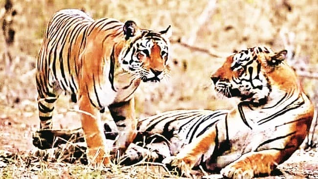 అమ్రాబాద్ సఫారీకి మూడు నెలల విరామం.. పులుల సంరక్షణకు చర్యలు