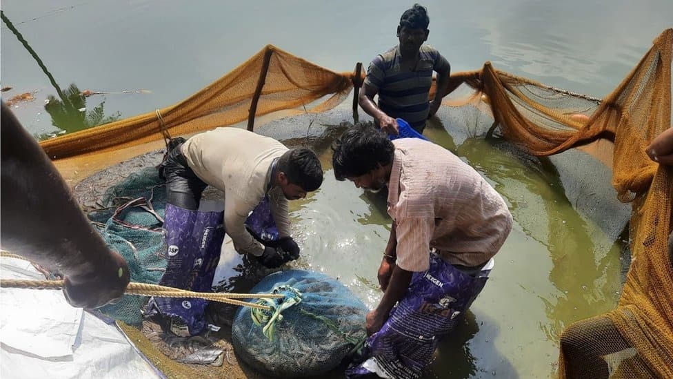 ఏపీలో నేడు ఆక్వా రైతుల బంద్..