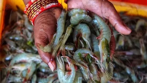 ఏలూరులో రొయ్యల మేత ధరలకు భారీ పెంపు..