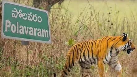 పోలవరం జిల్లాలో పెద్దపులి కలకలం..