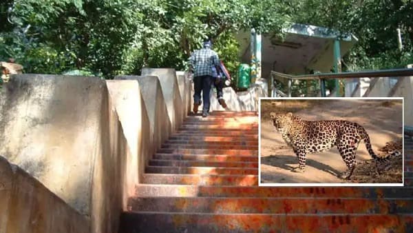 అలిపిరి నడక మార్గంలో చిరుత కలకలం