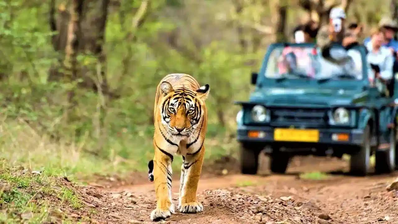 నల్లమలలో నేటి నుంచి జంగిల్ సఫారీకి అనుమతి