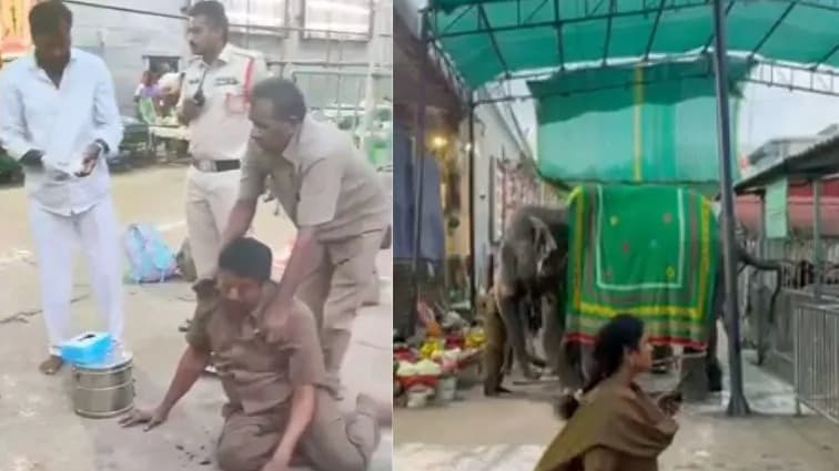 పద్మావతి అమ్మవారి ఆలయం దగ్గర గజరాజు బీభత్సం